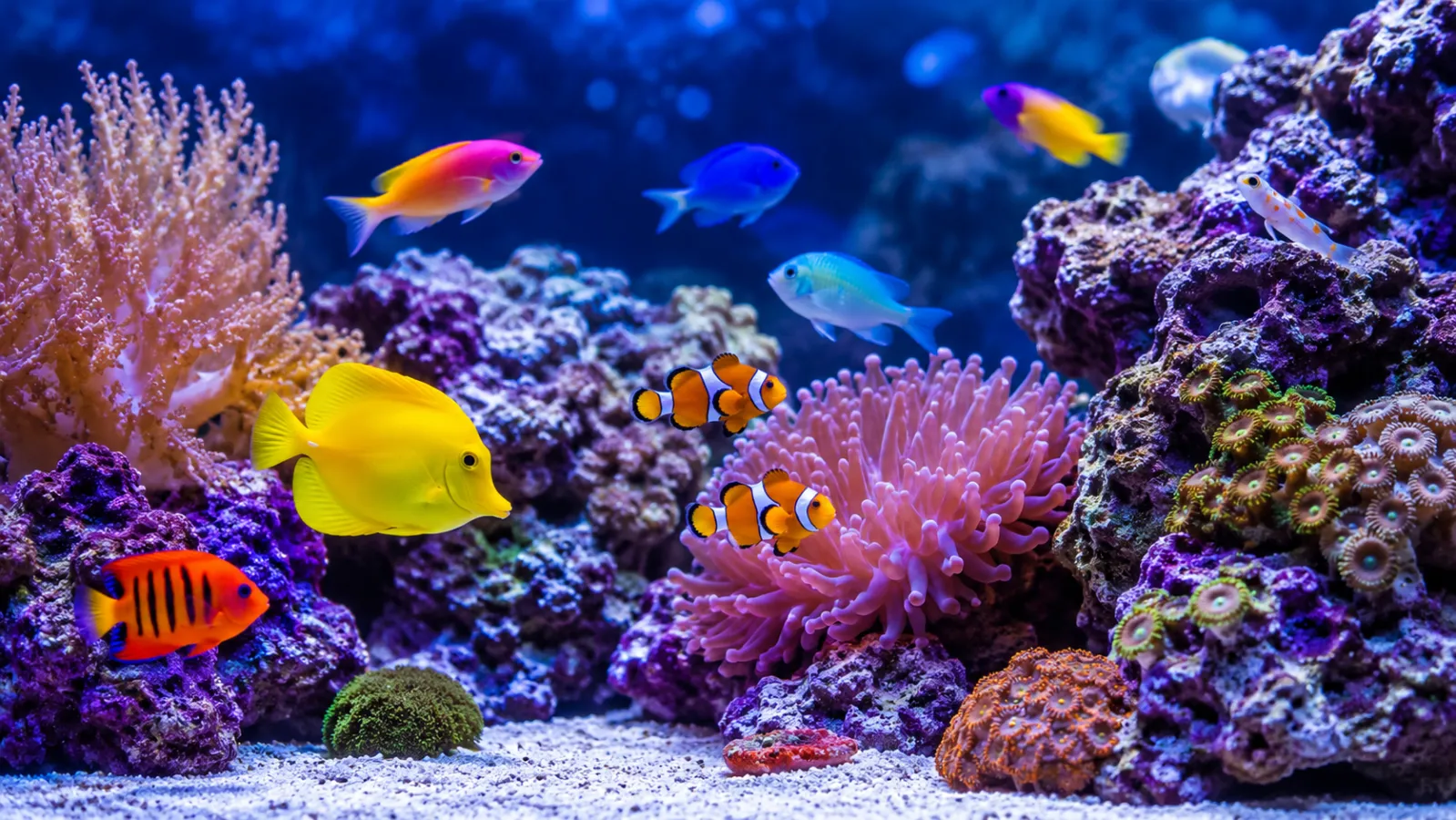 Best Saltwater Fish for Beginners