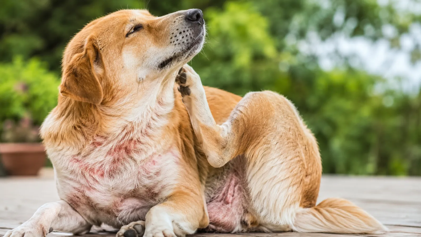 Skin Allergies and Itching