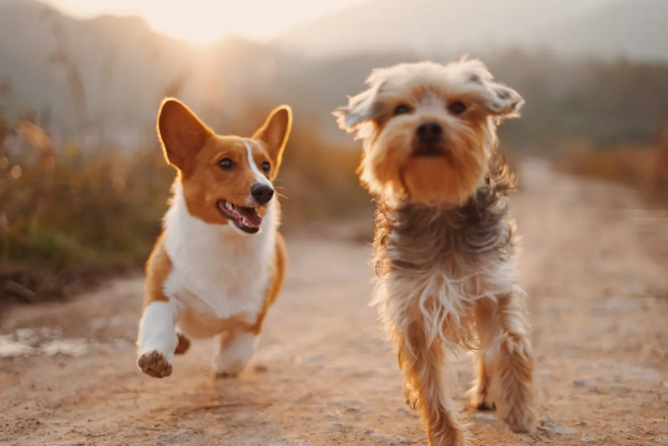 Do Dogs Need Coats? Expert Insights on Keeping Your Pet Warm